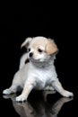 Funny portrait of a scared Chihuahua puppy on an isolated black background