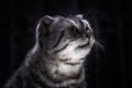 Funny portrait of a Scottish gray cat with ears down.