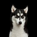 Siberian Husky Dog with funny eyebrows on Isolated Black Background