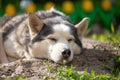 Funny Portrait Of A Siberian Husky Female Lying On The Ground On A Summer Day.