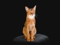 Funny portrait of sitting Abyssinian cat looking into the camera, on a black isolated background with space to copy. Pet Royalty Free Stock Photo