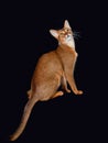 Funny portrait of a sitting Abyssinian cat looking up on a black isolated background with space to copy. A pet Royalty Free Stock Photo