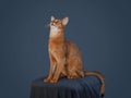 Funny portrait of a sitting Abyssinian cat looking up on a dark isolated background with space to copy. Pet Royalty Free Stock Photo