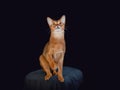 Funny portrait of a sitting Abyssinian cat looking up on a dark isolated background with space to copy. Pet Royalty Free Stock Photo