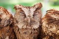 Funny portrait of sleepy baby owl Royalty Free Stock Photo