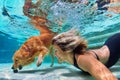 Funny portrait of smiley woman with dog in swimming pool Royalty Free Stock Photo