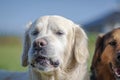 Funny portrait of a smiling dogs