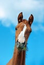 Funny portrait of sorrel   colt against blue sky. herd life. summer sunny day Royalty Free Stock Photo