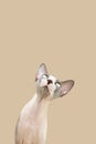 Funny portrait sphynx cat tilting head side. Isolated on beige brown background