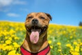 Funny portrait of staffordshire bullterrier Royalty Free Stock Photo