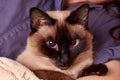 A funny portrait of a Thai domestic cat with a large blue eyes. Royalty Free Stock Photo