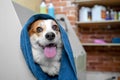 Funny portrait of a welsh corgi pembroke dog after a shower wrapped in a towel.  Dog taking a bubble bath in grooming salon Royalty Free Stock Photo