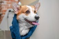 Funny portrait of a welsh corgi pembroke dog after a shower wrapped in a towel.  Dog taking a bubble bath in grooming salon Royalty Free Stock Photo
