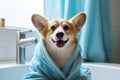 Funny portrait of a welsh corgi pembroke dog after a shower wrapped in a towel. Dog taking a bubble bath in grooming salon. Happy Royalty Free Stock Photo