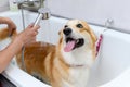 Funny portrait of a welsh corgi pembroke dog showering Royalty Free Stock Photo