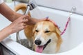 Funny portrait of a welsh corgi pembroke dog showering Royalty Free Stock Photo