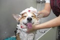 Funny portrait of a welsh corgi pembroke dog showering with shampoo. Dog taking a bubble bath in grooming salon