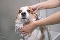 Funny portrait of a welsh corgi pembroke dog showering with shampoo.  Dog taking a bubble bath in grooming salon Royalty Free Stock Photo