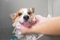 Funny portrait of a welsh corgi pembroke dog showering with shampoo.  Dog taking a bubble bath in grooming salon Royalty Free Stock Photo