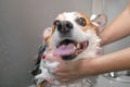 Funny portrait of a welsh corgi pembroke dog showering with shampoo.  Dog taking a bubble bath in grooming salon Royalty Free Stock Photo