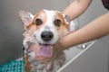 Funny portrait of a welsh corgi pembroke dog showering with shampoo.  Dog taking a bubble bath in grooming salon Royalty Free Stock Photo