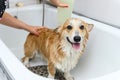 Funny portrait of a welsh corgi pembroke dog showering with shampoo Royalty Free Stock Photo