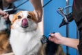 Funny portrait of a welsh corgi pembroke dog, smiling with tongue, dried fur with a hairdryer after bath, comb out with a special