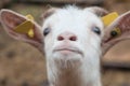 Portrait of white goat in farm Royalty Free Stock Photo