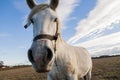 Funny portrait of a white horse.