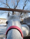 Funny horse face close-up on a background of blue sky and trees Royalty Free Stock Photo