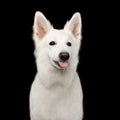 Swiss Shepherd dog on Isolated Black Background Royalty Free Stock Photo