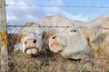 Funny portraits of cows
