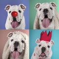 Funny portraits of white english bulldog puppy on composition with various background colors Royalty Free Stock Photo