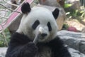 Funny Pose of Giant Panda, Beijing , China Royalty Free Stock Photo