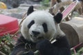 Funny Pose of Giant Panda, Beijing , China Royalty Free Stock Photo