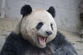 Funny Pose of Giant Panda , China