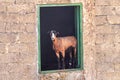 Funny pose of a goat at a window outside a farm house. Royalty Free Stock Photo