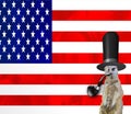 A funny posh meerkat wearing a top hat smoking the pipe and wearing a monocle glass, isolated on the american flag background, old