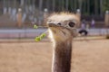 Funny positive proud ostrich, keeping head up, with green grass in its nib in zoo. The head of the big bird peeping out