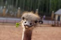 Funny positive smiling ostrich with green grass in its nib. The head of the big bird peeping out. Picture for blog