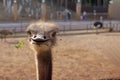 Funny positive smiling ostrich with green grass in its nib in zoo. The head of the big bird peeping out. Picture for