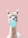 Funny poster. portrait of white alpaca blowing blue bubble gum, on a solid pink background, in a minimalist style with Royalty Free Stock Photo