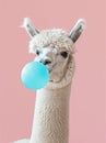 Funny poster. portrait of white alpaca blowing blue bubble gum, on a solid pink background, in a minimalist style with Royalty Free Stock Photo