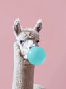 Funny poster. portrait of white alpaca blowing blue bubble gum, on a solid pink background, in a minimalist style with Royalty Free Stock Photo