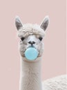 Funny poster. portrait of white alpaca blowing blue bubble gum, on a solid pink background, in a minimalist style with Royalty Free Stock Photo