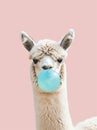 Funny poster. portrait of white alpaca blowing blue bubble gum, on a solid pink background, in a minimalist style with Royalty Free Stock Photo