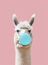 Funny poster. portrait of white alpaca blowing blue bubble gum, on a solid pink background, in a minimalist style with Royalty Free Stock Photo