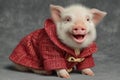 A funny pot-bellied pig dressed as Santa with holiday expression Royalty Free Stock Photo