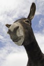 Funny Pouting or Donkey Royalty Free Stock Photo