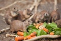 funny prairie dog eating carrots, wild life of the fauna of north america